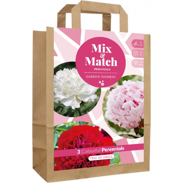 Puķu sīpolu komplekts Trio of Grace 50 gab.