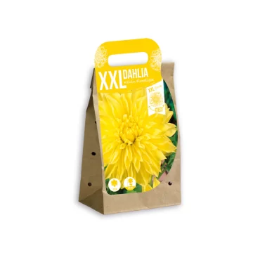 XXL dālija Kelvin...