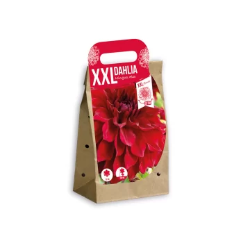 XXL Jurginas Mingus Alex 1 sv.