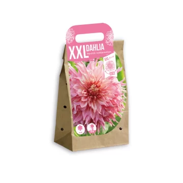 XXL dālija Penhill...