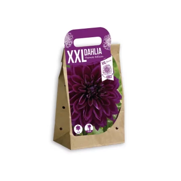 XXL dālija Thomas Edison 1...