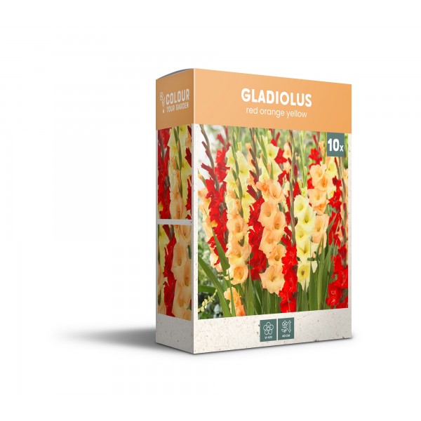 Gladiolu maisījums sarkans/oranžs/dzeltens 5 gab.