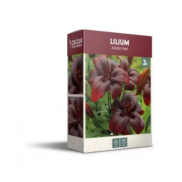 Āzijas lilija Red 2 gab.