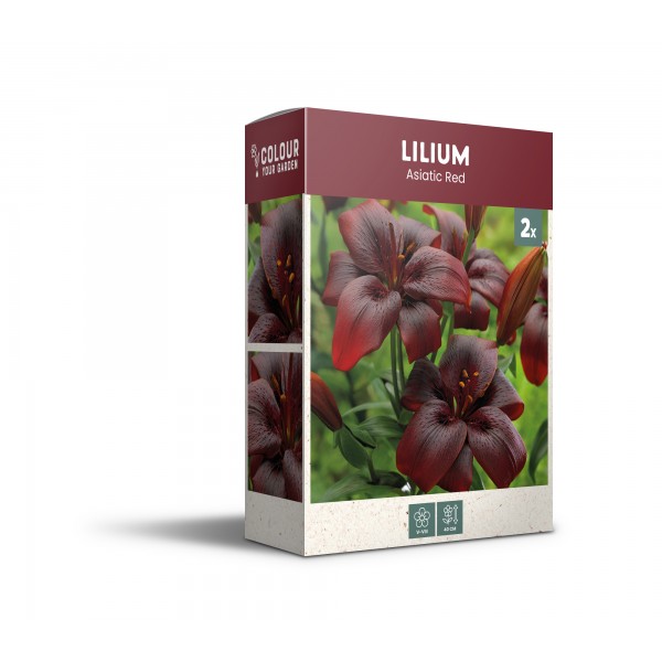 Āzijas lilija Red 2 gab.