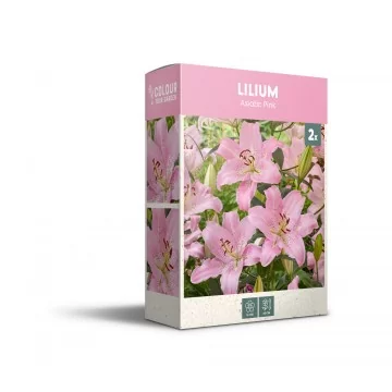 Āzijas lilija Pink 2 gab.