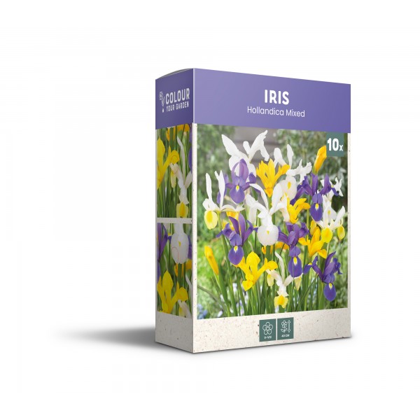Holandes īrisi (Hollandica) maisījums 10 gab.