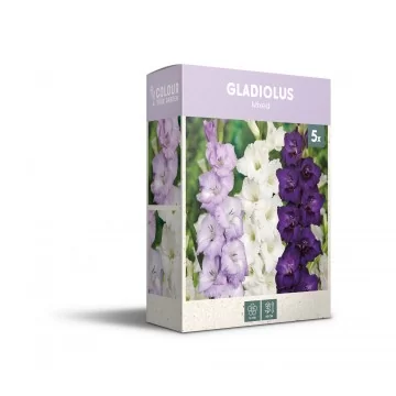 Gladiolu maisījums...