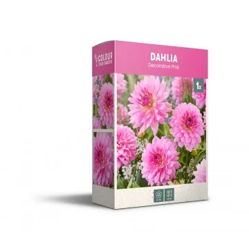 Dekoratīvā rozā dālija 1 gab.