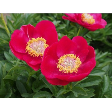 Peonij Fairy Princess 1 gab