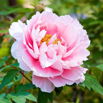 Peonija Morning Kiss 1 gab