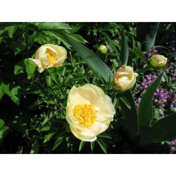 Peonija Starlight 1 gab