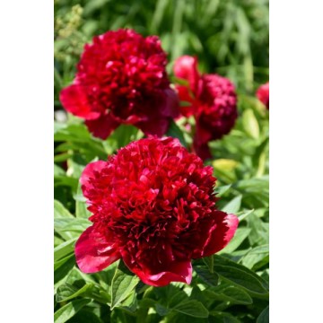 Peonija Red Charm 1 gab