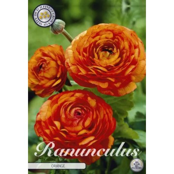 Gundegas ORANGE 10 gab.