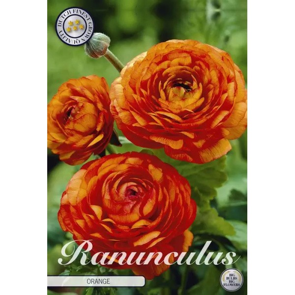 Vėdrynai ORANGE 10 sv.