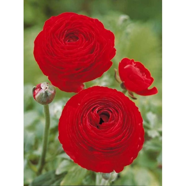 Gundegas RED 10 gab.