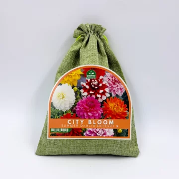 Dāliju sīpolu komplekts...