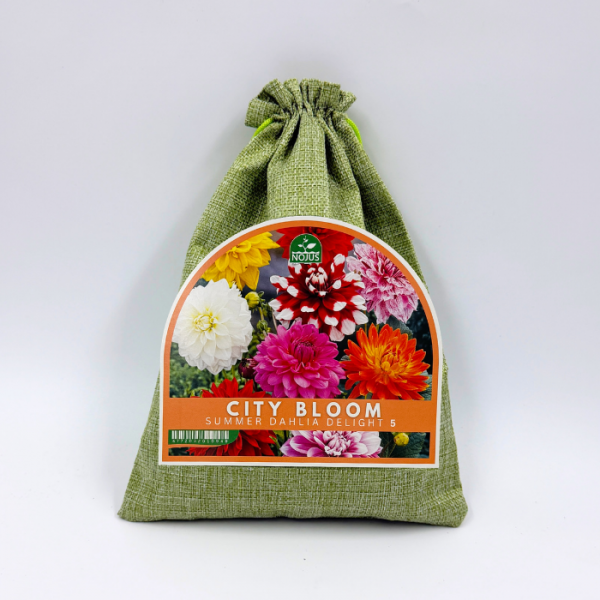 Dāliju sīpolu komplekts „City Bloom Summer Dahlia Delight“ 5 gab.