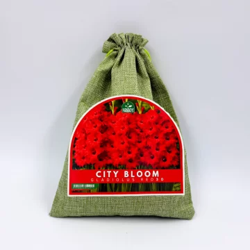 Gladiolu sīpolu komplekts...