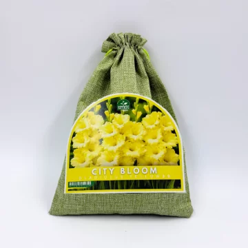 Gladiolu sīpolu komplekts...