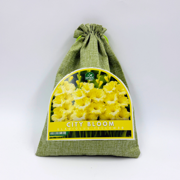 Gladiolu sīpolu komplekts „City Bloom Gladiolus Yellow“ 30 gab.
