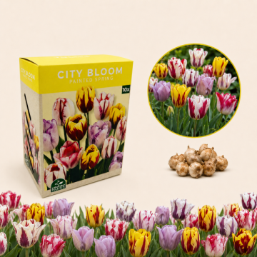 Sīpolpuķu komplekts „Spring...
