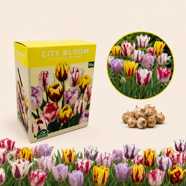 Sīpolpuķu komplekts „Spring Harmony“