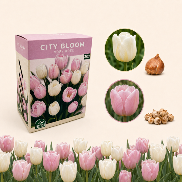 Miesto žiedai tulpių svogūnėlių rinkinys „Ivory Rose“ 20 sv.