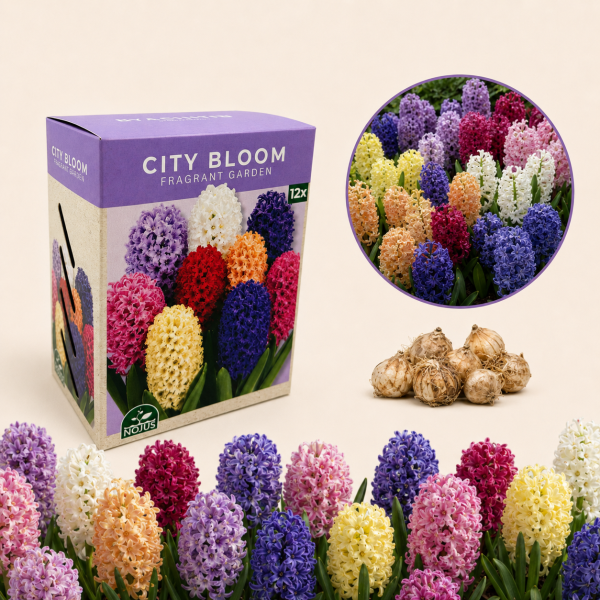 Miesto žiedai hiacintų svogūnėlių rinkinys „Fragrant Garden“ 20 sv.
