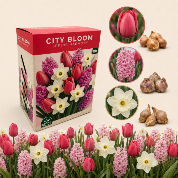 Sīpolu ziedu komplekts „Spring Harmony“