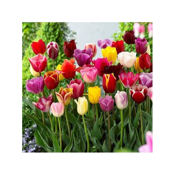 Tulpu komplekts „Triumph mixed“ (7 gab.)