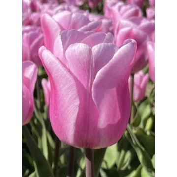 Tulpes SYNAEDA AMOR, 7 sīpoli