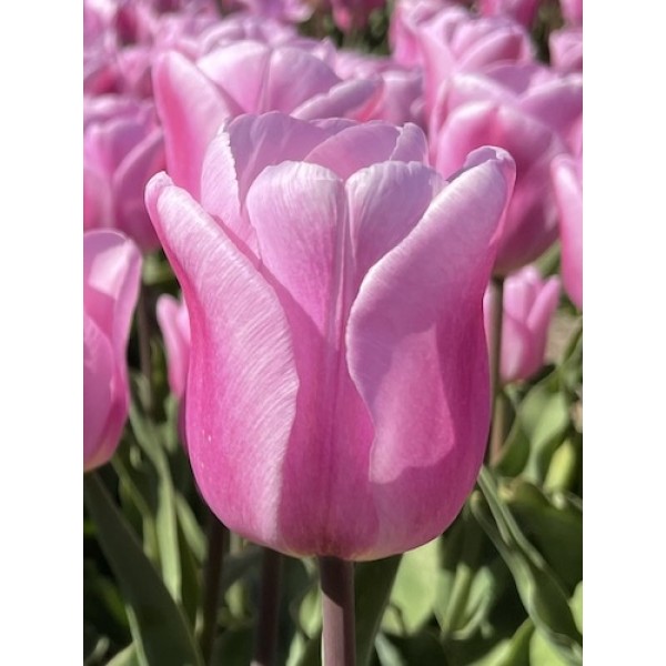 Tulpes SYNAEDA AMOR, 7 sīpoli