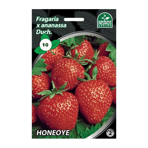 10 gab. HONEOYE frigo Zemeņu stādi