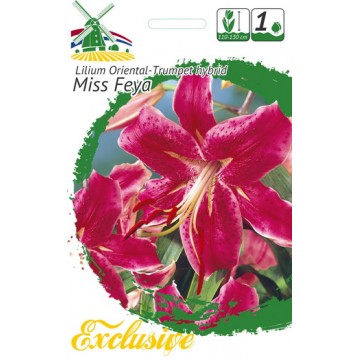 EXCLUSIVE LLIJA MISS FEYA