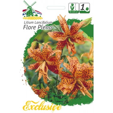 EXCLUSIVE LILIJA FLORE PLENO