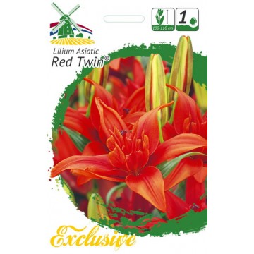 Lilija Red Twin
