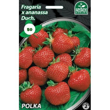 50gab. POLKA frigo Zemeņu...