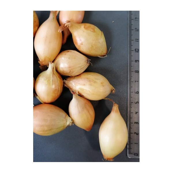 STURON 21/24 VĖLYVI SVOGŪNŲ SODINUKAI, (1KG)