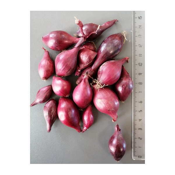 SVOGŪNŲ SODINUKAI RED BARON 10/21 (1 kg)