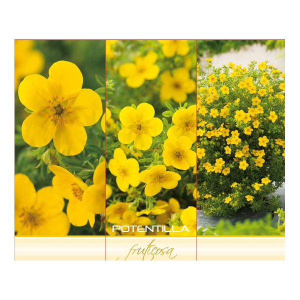 Krūmmelle Fruticosa