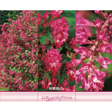 Sarkanās ogas dzērvenes...