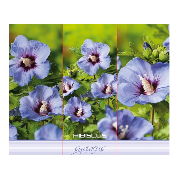 Sirīšu hibisks (Kinrozā) Hibiscus syriacus