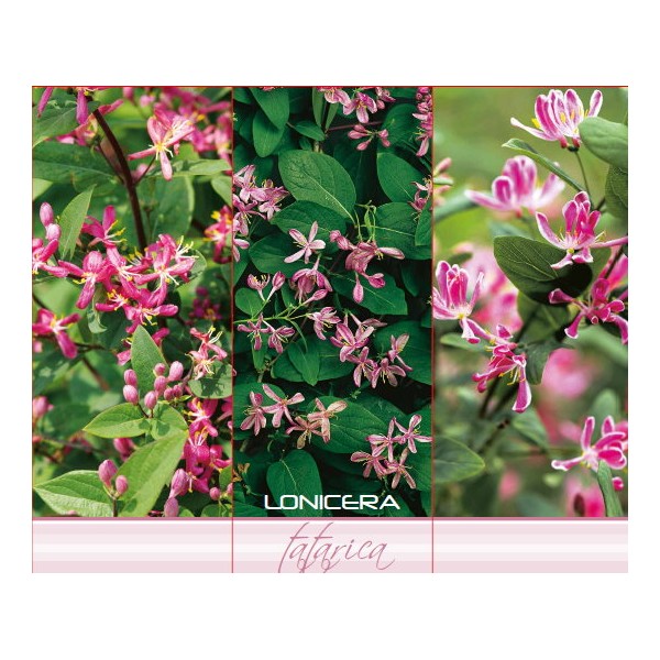 Tartāra sausmedis Tatarica