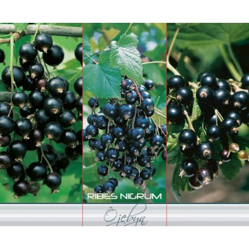 Melnais jāņogas krūms Ojebyn