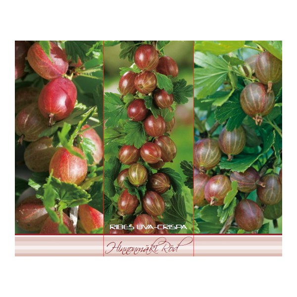 SARKANĀ JĀŅOGA HINNONMÄKI RED