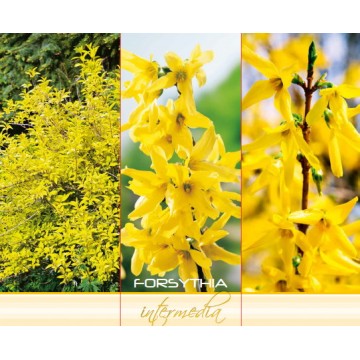 FORSYTHIA INTERMEDIA