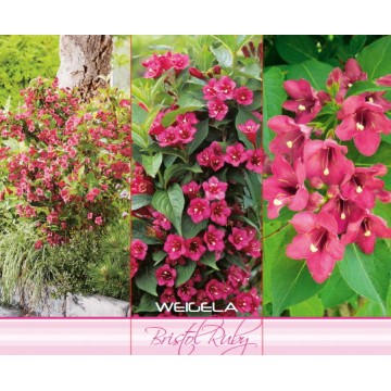 VEIGELA BRISTOL RUBY