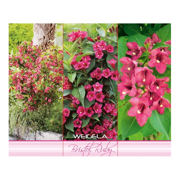 Skaidziedu veigela ‘Bristol Ruby’