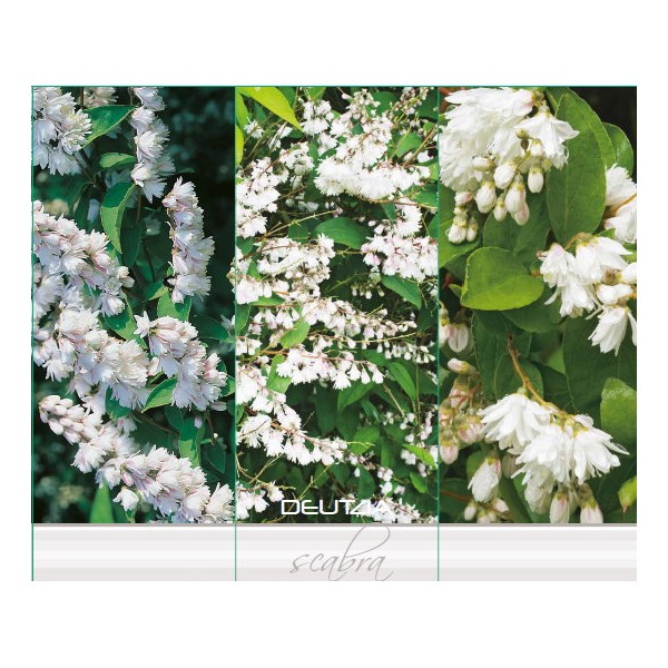 Dedzaudzis skabrais krūms Deutzia scabra