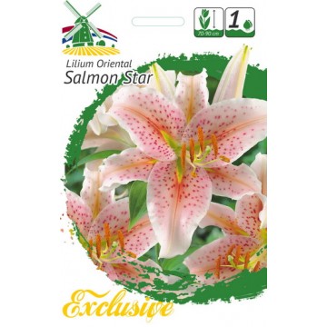 EXCLUSIVE Lilija SALMON STAR